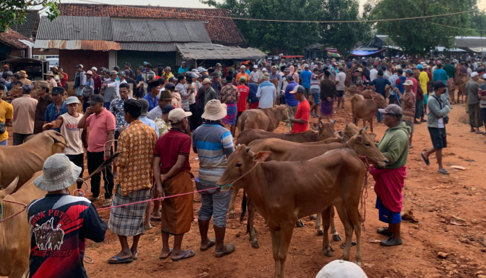 Suasana di salah satu pasar hewan di Sumenep.(Foto: Hayat/warta9.co.id)