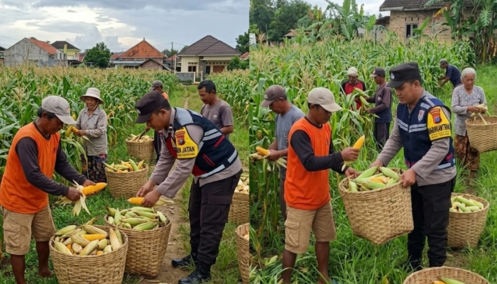 Bhabinkamtibmas Desa Torbang, Aipda Bayu Adi Wijaya, mendampingi petani saat panen jagung di Desa Torbang, Kecamatan Batuan, Kabupaten Sumenep, Selasa (19/5/2026).