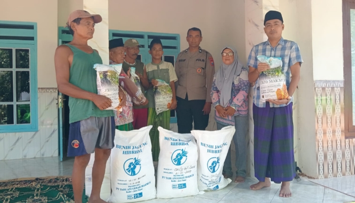 Kanit Binmas Polsek Gapura Aiptu Nur Yusuf, S.H., bersama Penyuluh Pertanian Lapangan (PPL) dan anggota Kelompok Tani Song Osong Lombung menunjukkan bantuan benih jagung hibrida TB10, Sabtu (30/5/2026). 