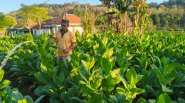 Seorang petani menyiram tanaman tembakau di lahan pertanian di Kabupaten Sumenep, Jawa Timur. Pemkab Sumenep menetapkan Biaya Pokok Produksi (BPP) tembakau musim tanam 2026 sebagai acuan harga agar hasil panen petani dibeli di atas biaya produksi.
