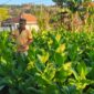 Seorang petani menyiram tanaman tembakau di lahan pertanian di Kabupaten Sumenep, Jawa Timur. Pemkab Sumenep menetapkan Biaya Pokok Produksi (BPP) tembakau musim tanam 2026 sebagai acuan harga agar hasil panen petani dibeli di atas biaya produksi.